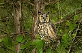DSC_8158 long earred owl in evergreen.jpg