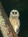 DSC_8213 barred owl fledgling--Kanawha State Forest.jpg