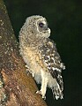 DSC_8215 barred owl fledgling--Kanawha State Forest.jpg
