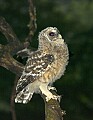 DSC_8216 barred owl fledgling -- Kanawha State Forest.jpg