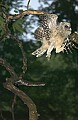 DSC_8217 barred owl fledgling--first free flight.jpg