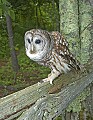 DSC_8720 barred owl on wood fence toned.jpg
