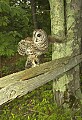 DSC_8733 barred owl on fence.jpg