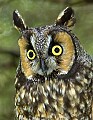 DSC_8850 long earred owl.jpg
