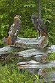 DSC_8882 redtail hawks--normal and harlan phases.jpg