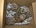 DSC_9119 fledging barred owls ready for release.jpg