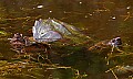_MG_0642 snapping turtle.jpg
