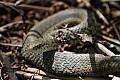 _MG_2028 garter snake.jpg