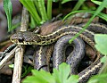 _MG_2151 garter snake.jpg