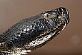 _MG_5539 timber rattlesnake.jpg