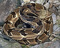 _MG_5805 timber rattlesnake.jpg