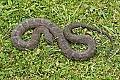 _MG_6190 brown water snake imitating rattlesnake head shape when agitated.jpg