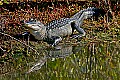 _MG_7883 alligator reflection.jpg