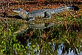 _MG_7935 alligator reflection.jpg