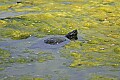 Mississippi River Carp 035 turtle in sime.jpg
