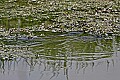 Mississippi River Carp 140 brown water snake.jpg