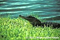 WVMAG250 alligator.jpg