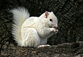 _MG_5520 albino squirrel-Olney Illinois 13 x 19.jpg