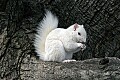 _MG_5537 albino squirrel-olney illinois.jpg