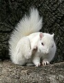 _MG_5547 albino squirrel-olney illinois.jpg