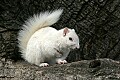 _MG_5557 albino squirrel-olney illinois.jpg