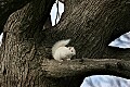 _MG_5570 albino squirrel-olney illinois.jpg