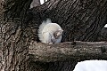_MG_5574 very embarrassing white squirrel-olney illinois.jpg