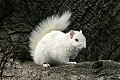 _MG_5586 albino squirrel-olney illinois.jpg