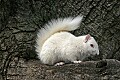 _MG_5593 albino squirrel-olney illinois.jpg