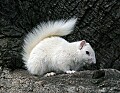 _MG_5595 albino squirrel-olney illinois.jpg