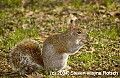 DSC_1883 gray squirrel.jpg