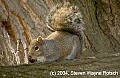 DSC_1895 gray squirrel.jpg