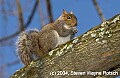 DSC_1925 gray squirrel.jpg