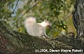 DSC_3206 albino squirrel with walnut.jpg