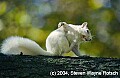 DSC_3850 albino squirrel, scratching.jpg