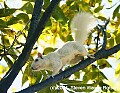 DSC_3860 albino squirrel.jpg