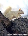 DSC_3871 albino squirrel.jpg