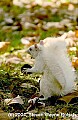 DSC_3875 albino squirrel with nut.jpg