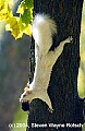 DSC_3877 albino squirrel.jpg