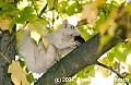 DSC_3878 albino squirrel with walnut.jpg