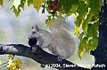 DSC_3880 albino squirrel.jpg