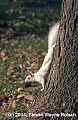 DSC_3883 albino squirrel with walnut.jpg