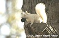 DSC_3895 albino squirrel with walnut.jpg