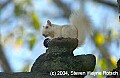 DSC_3903 albino squirrel with walnut.jpg