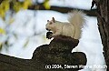 DSC_3907 albino squirrel with walnut.jpg