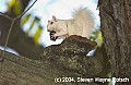 DSC_3913 albino squirrel with walnut.jpg