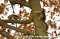 DSC_5530 two squirrels.jpg