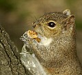 squirrel eating with baggie DSC_5077.jpg