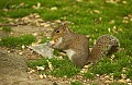 squirrel with ziplock DSC_5067.jpg