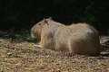 _MG_1855 Capybara ( Hydrochoerus hydrochaeris ).jpg
